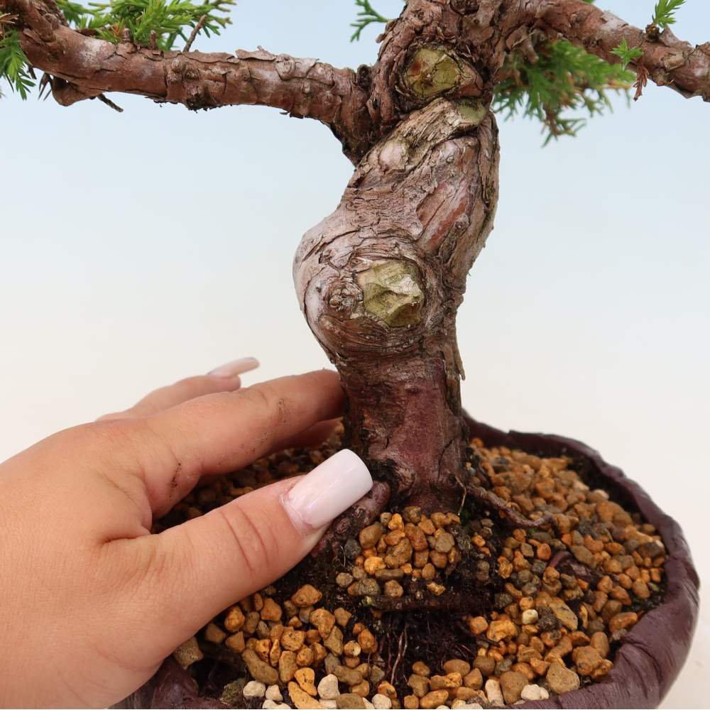 Bonsai für draußen - Juniperus chinensis Itoigawa