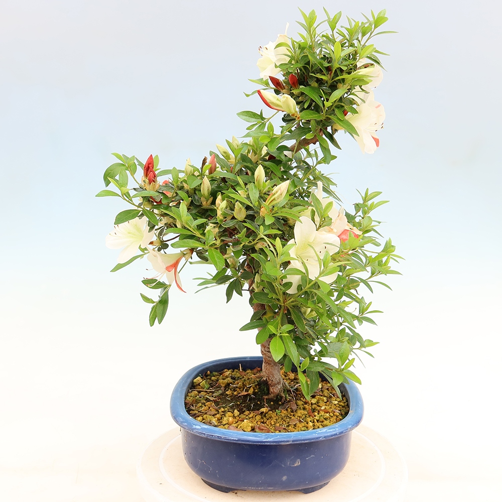 Bonsai für draußen - Japanische Azalee - Azalee Asahi-no-izumi