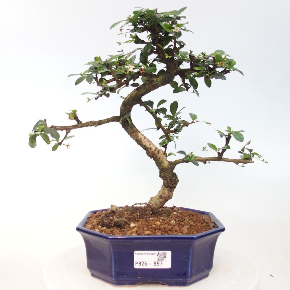 Zimmer-Bonsai - Carmona macrophylla - Tee-Fuki