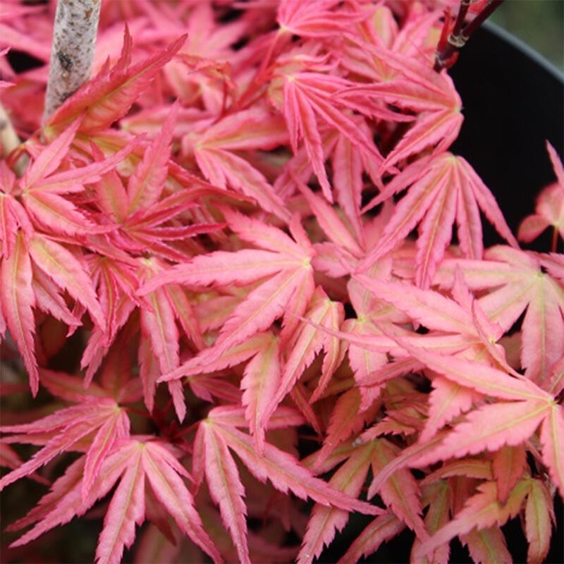 Spitzahorn - Acer palmatum Beni Tsukasa
