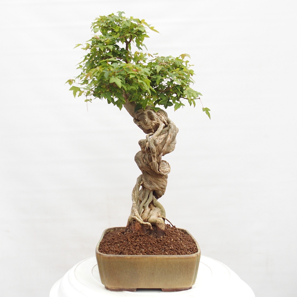Bonsai für draußen - Acer Buergerianum - Bergahorn