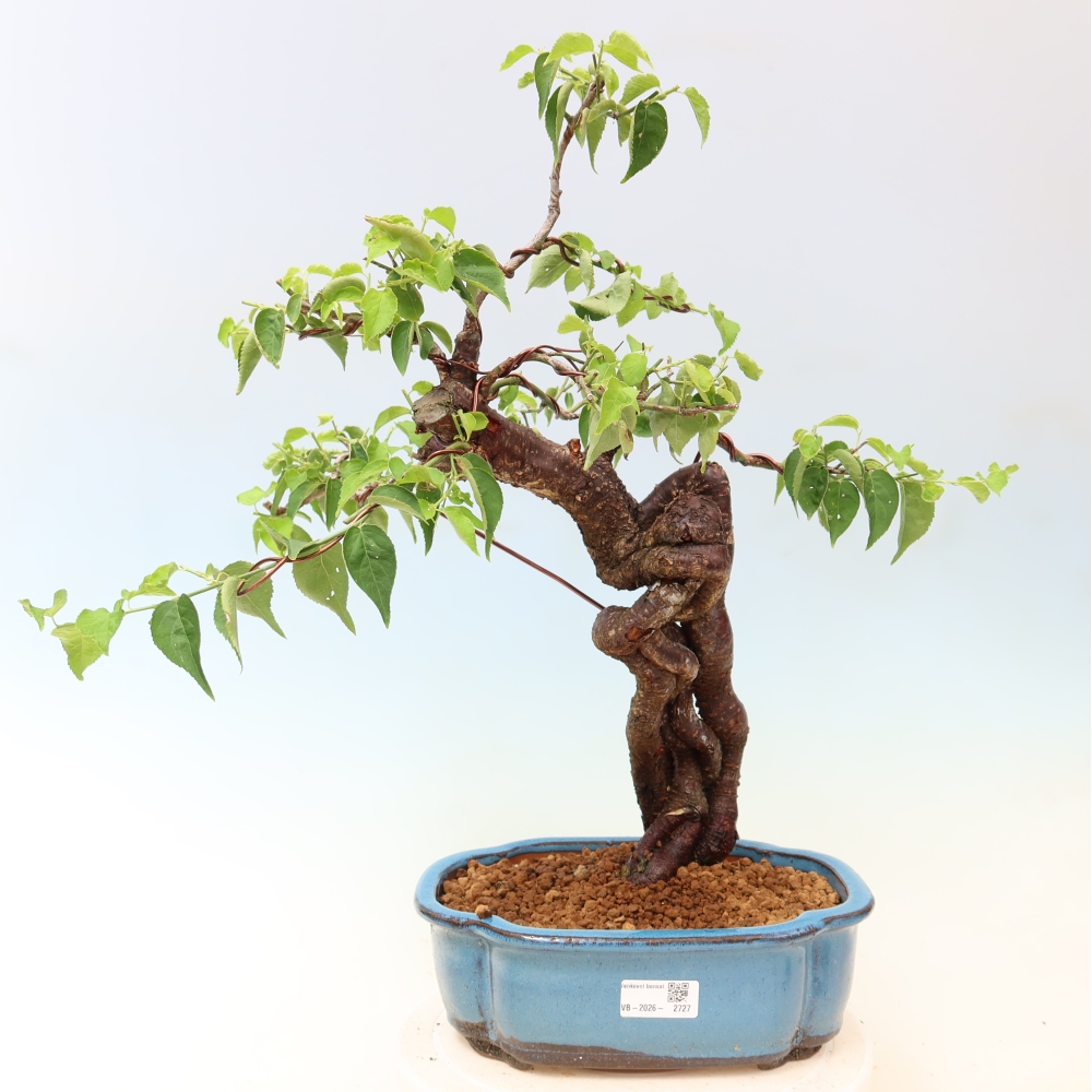 Bonsai für den Außenbereich – Japanischer Aprikosenbaum – Prunus Mume