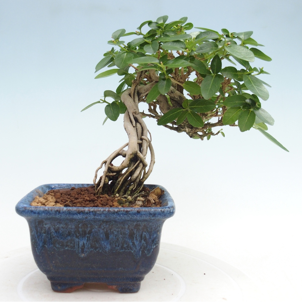 Zimmerbonsai - Premna serratifolia - Kozlovna malolista