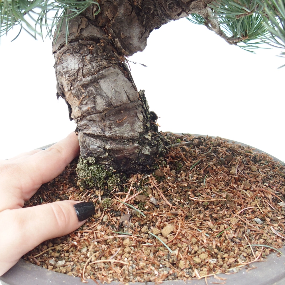 Bonsai für draußen - Pinus parviflora - Pinus parviflora
