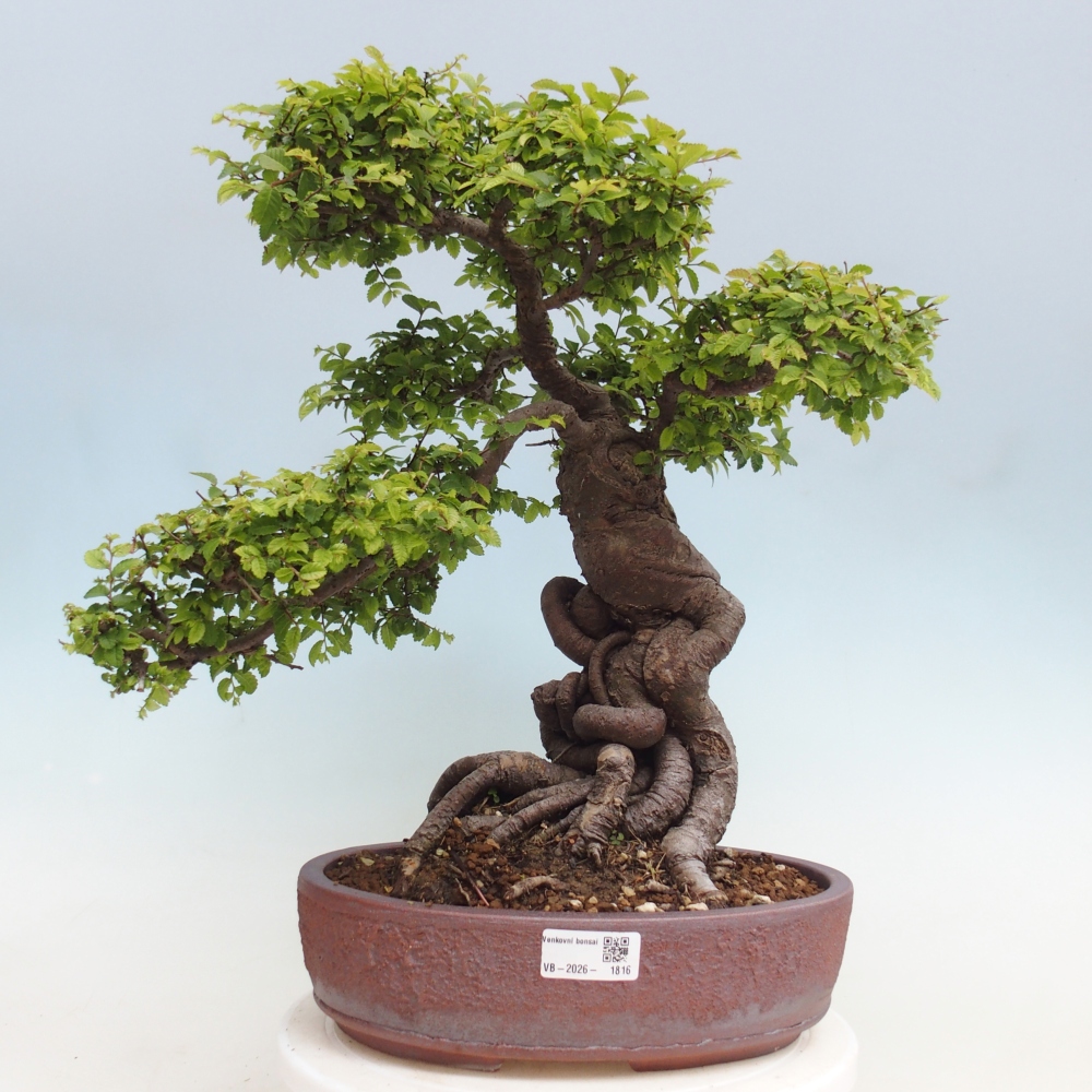 Bonsai für draußen - Ulmus parvifolia Hokkaido - Chinesische Ulme