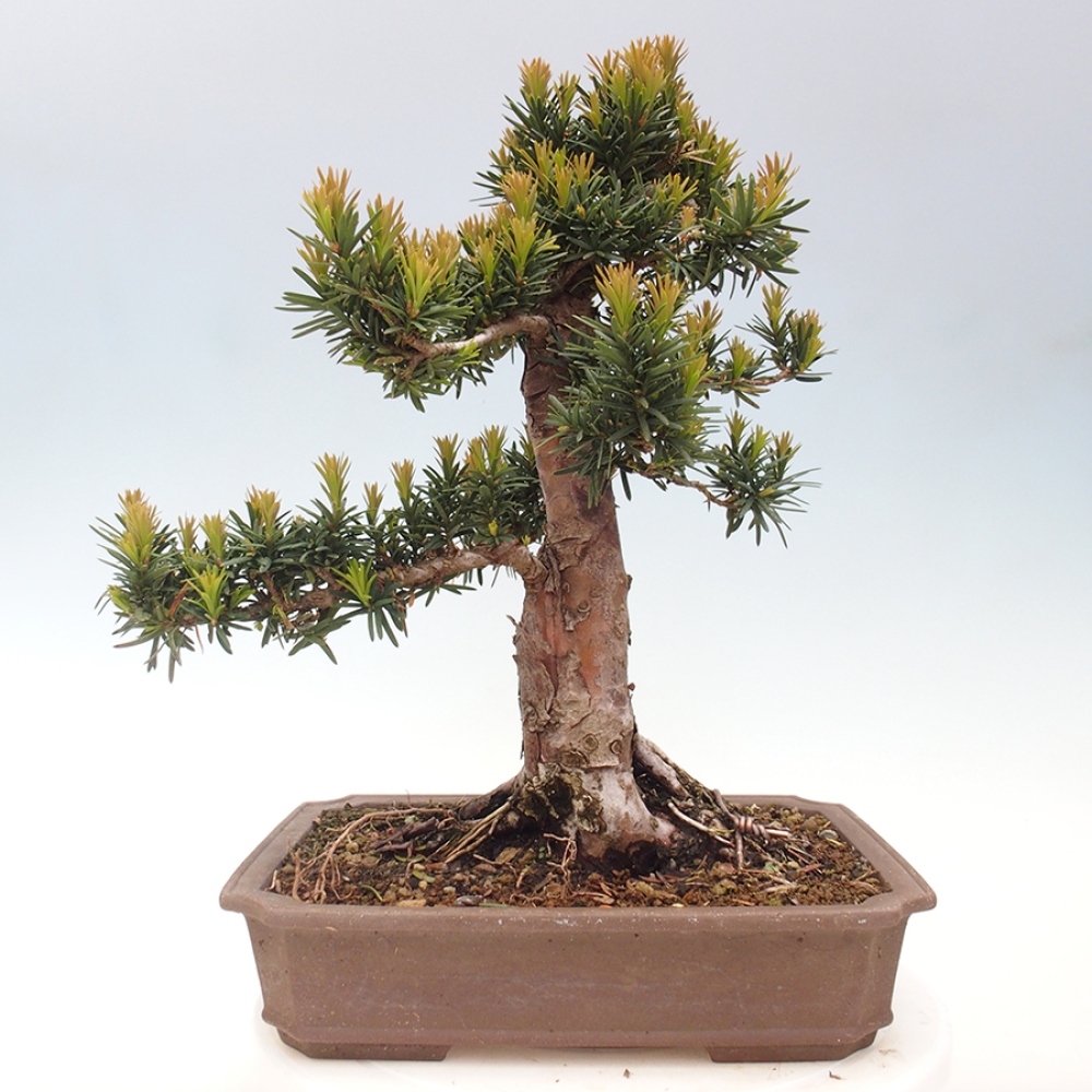 Bonsai für draußen - Taxus cuspidata - Japanische Eibe