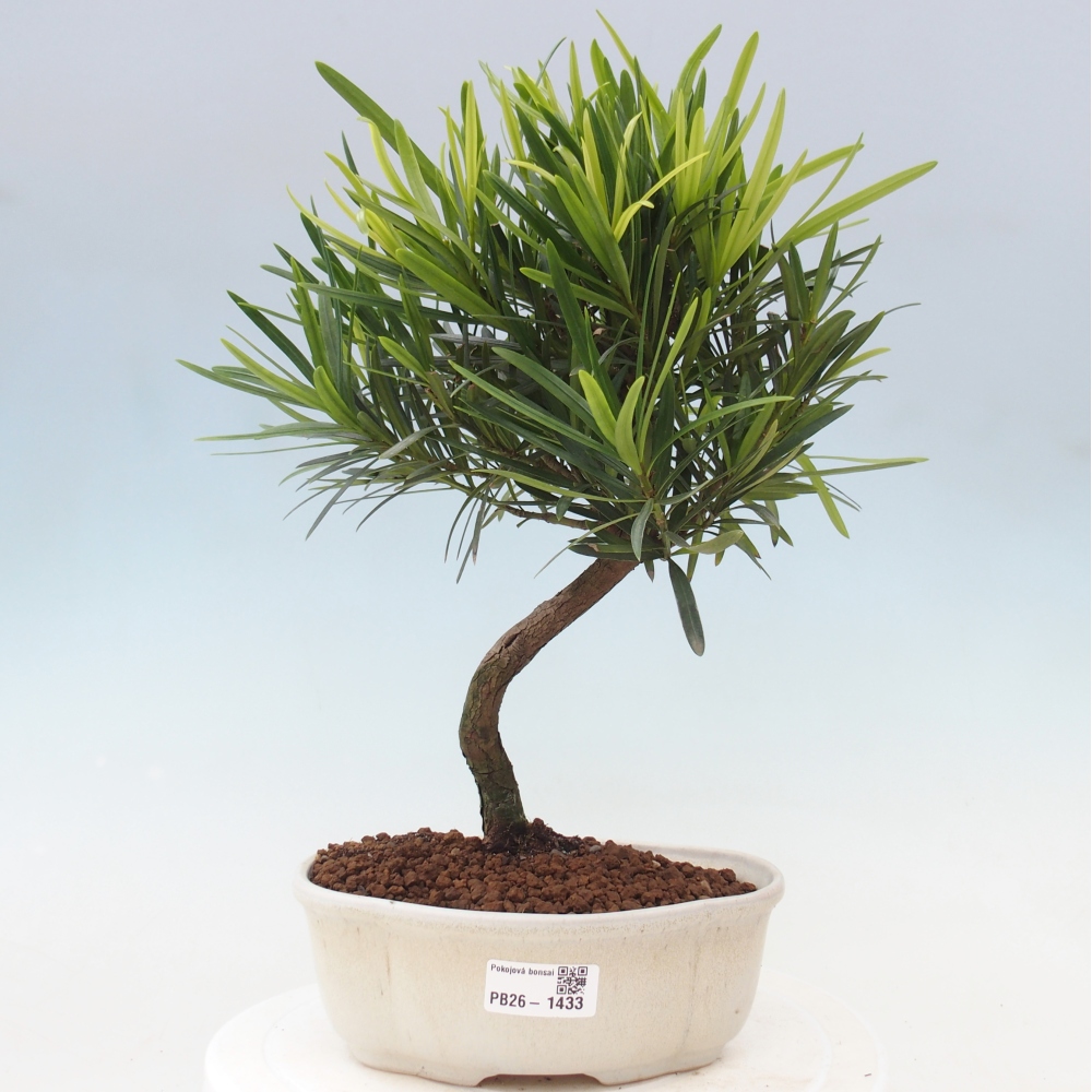Zimmerbonsai - Podocarpus - Stein-Eibe