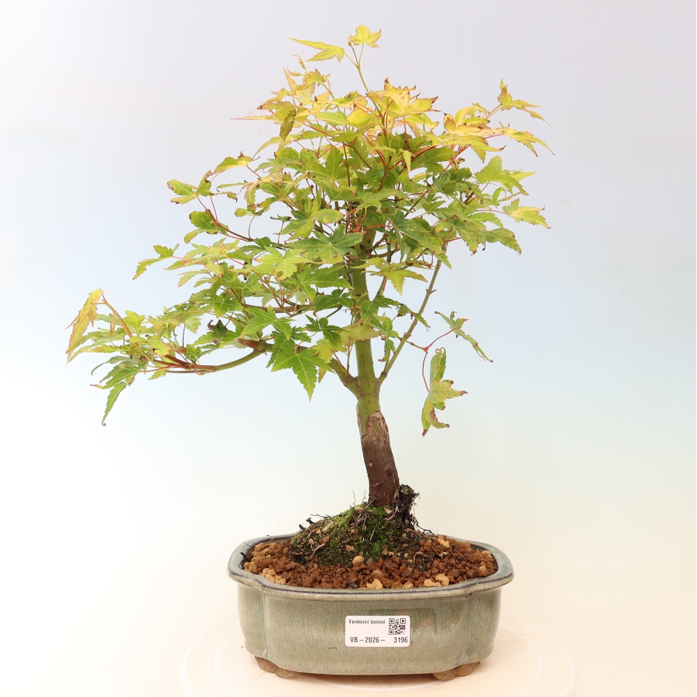 Acer palmatum Aureum - Goldahorn