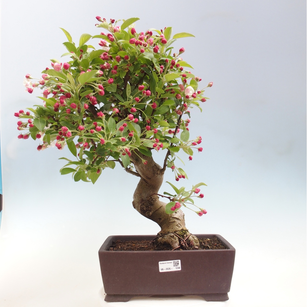 Outdoor-Bonsai -Malus halliana - Kleinfrüchtiger Apfelbaum