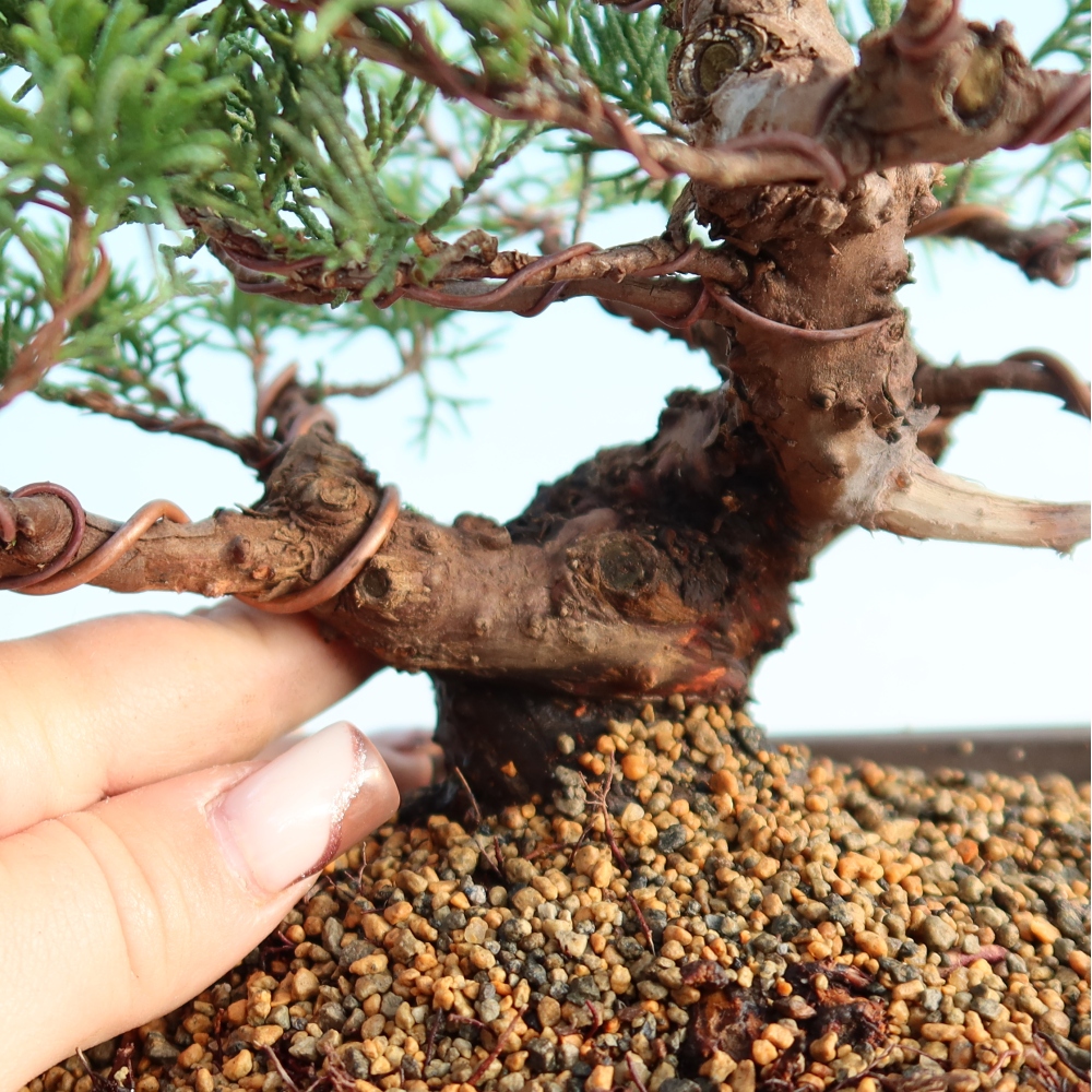 Bonsai für draußen - Juniperus chinensis Itoigawa