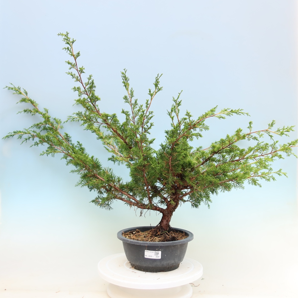 Bonsai für draußen - Juniperus chinensis Itoigawa
