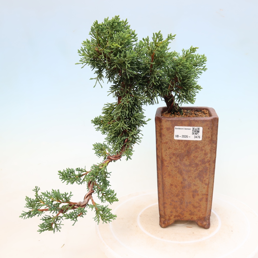 Bonsai für draußen - Juniperus chinensis Kishu
