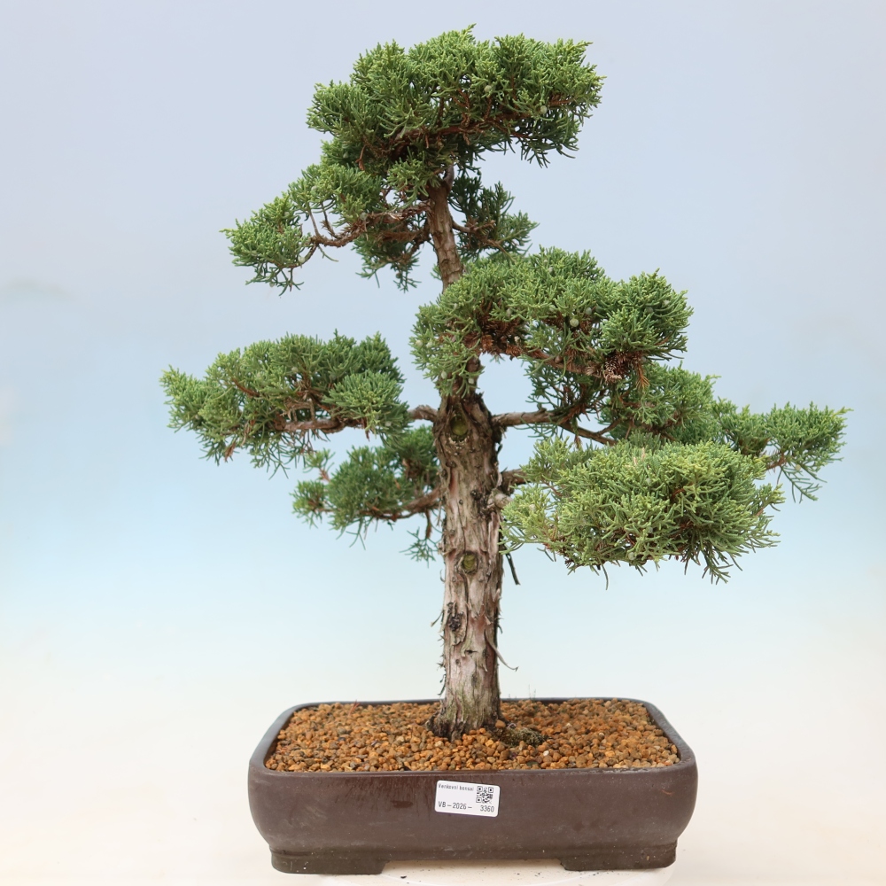 Bonsai für draußen - Juniperus chinensis Kishu