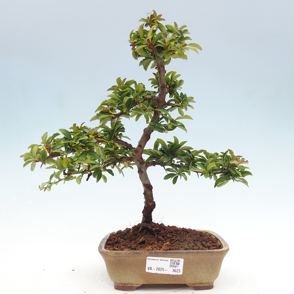 Freiland-Bonsai-Pyracantha Teton -Hlox