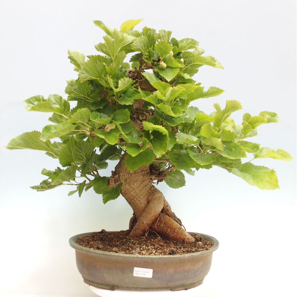 Bonsai für draußen -Morus alba - Maulbeere