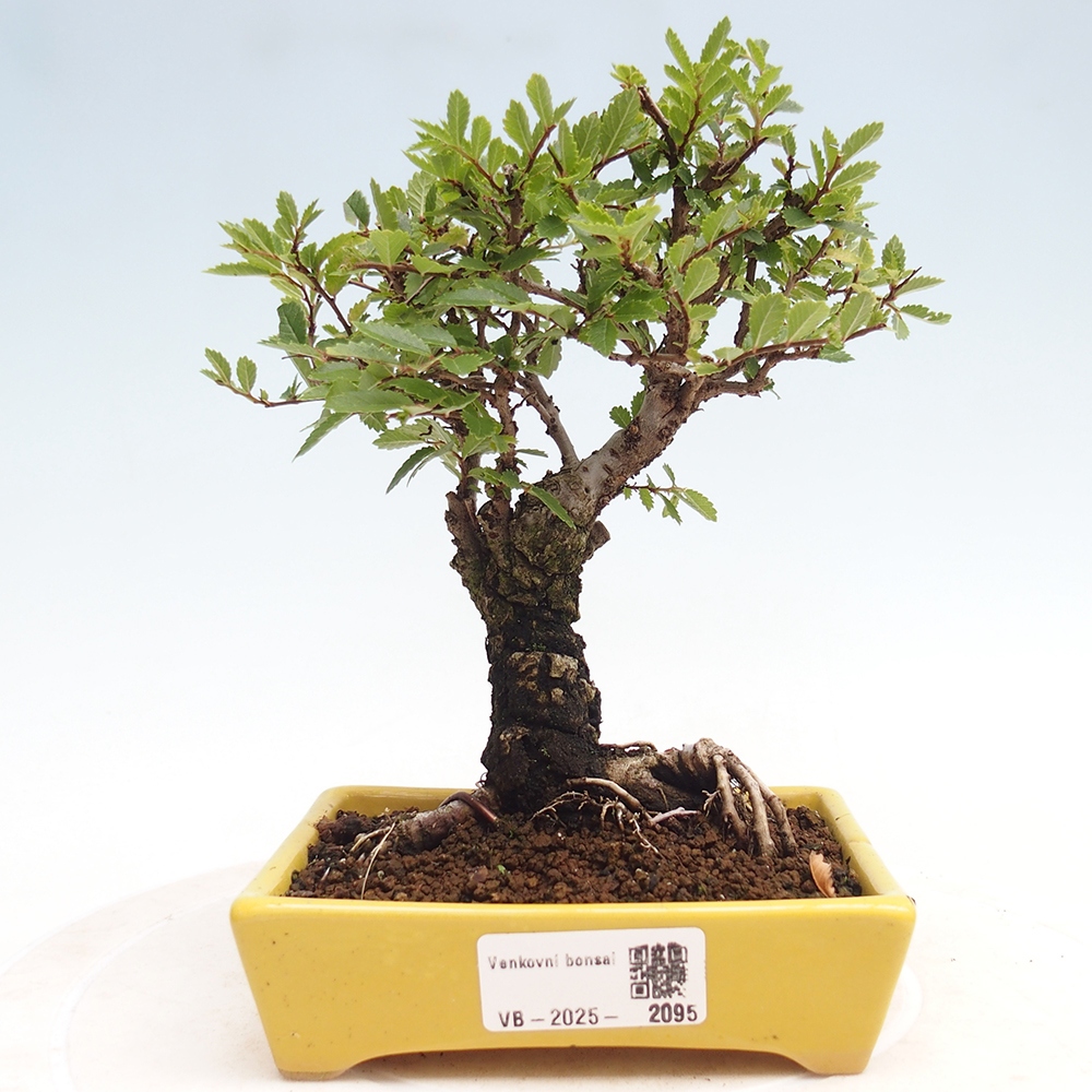 Bonsai für draußen - Zelkova - Zelkova NIRE