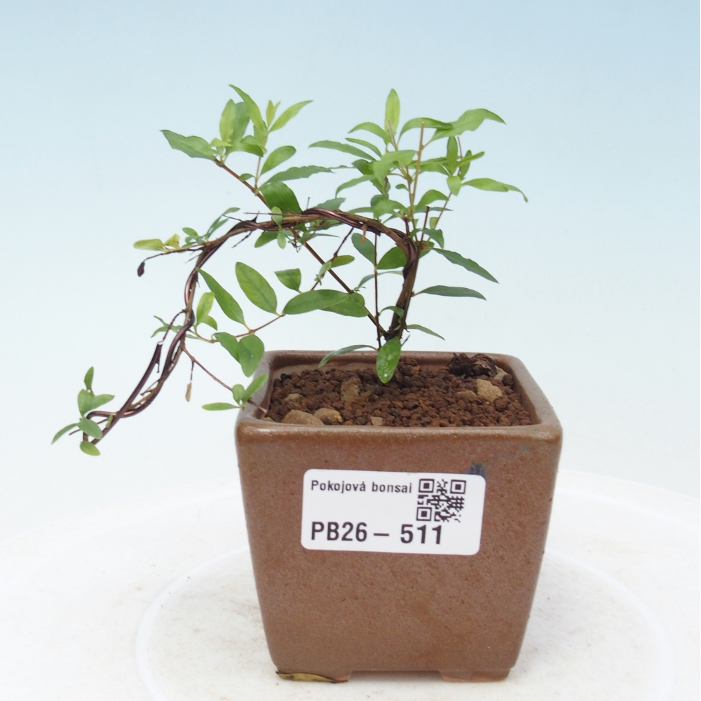Zimmer-Bonsai-PUNICA granatum nana-Apfel-Granatapfel