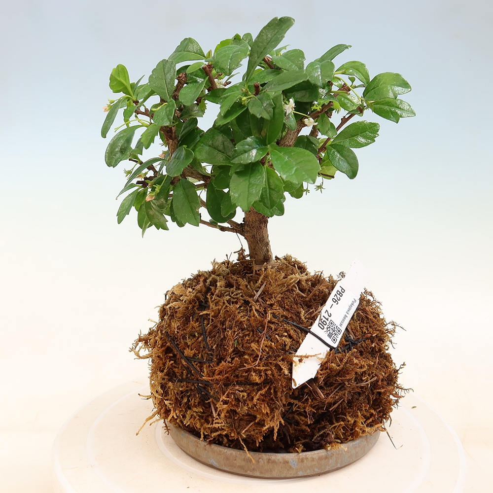 Kokedama mit Untersetzer – Čaj-fuki – Carmona macrophylla