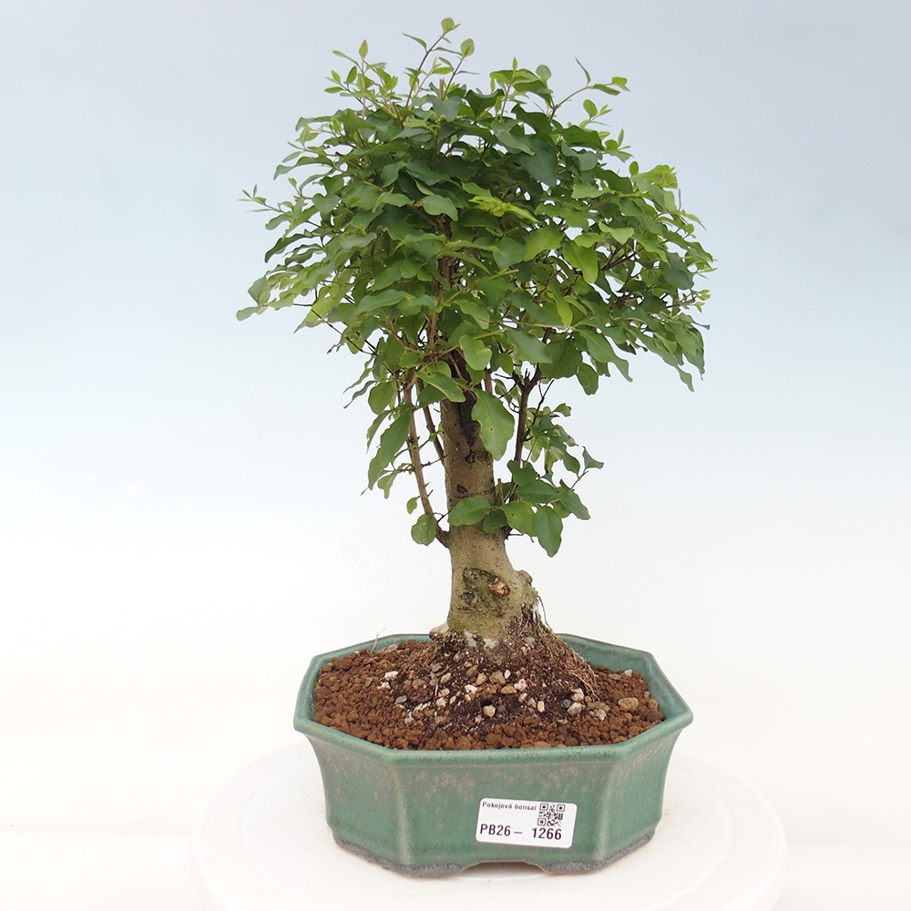 Zimmer Bonsai -Ligustrum chinensis - Vogelschnabel