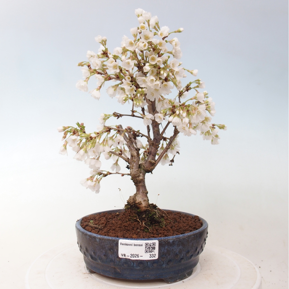 Bonsai für draußen - Prunus incisa Kojou-no mai-Plivon ausgeschnitten