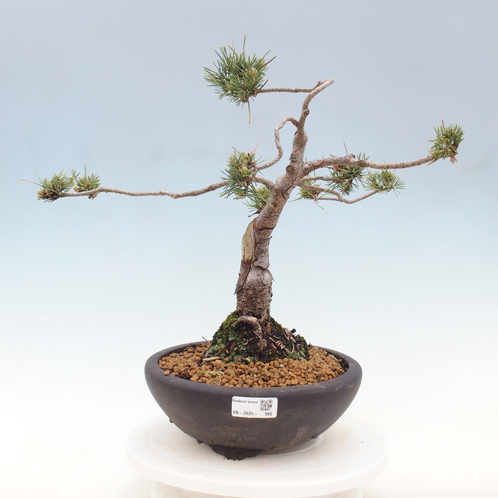 Bonsai für draußen - Pinus Sylvestris Watererri - Waldkiefer