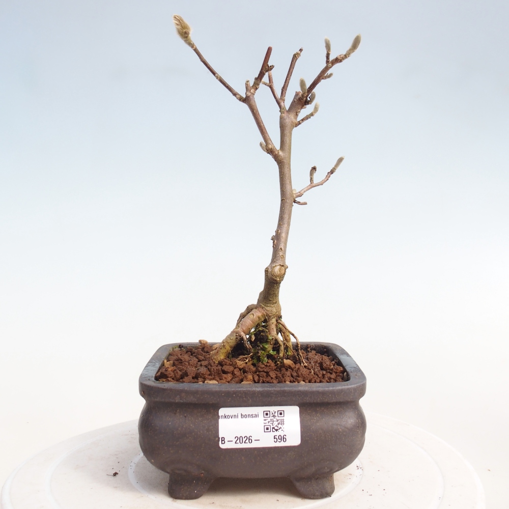 Bonsai für draußen - Magnolia stellata