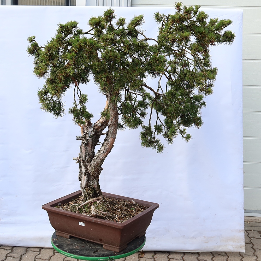 Pinus sylvestris Spanien – Waldkiefer