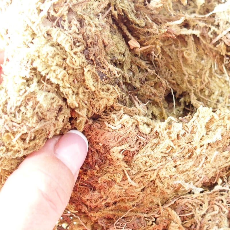 Bryophyta - Moos 5 kg