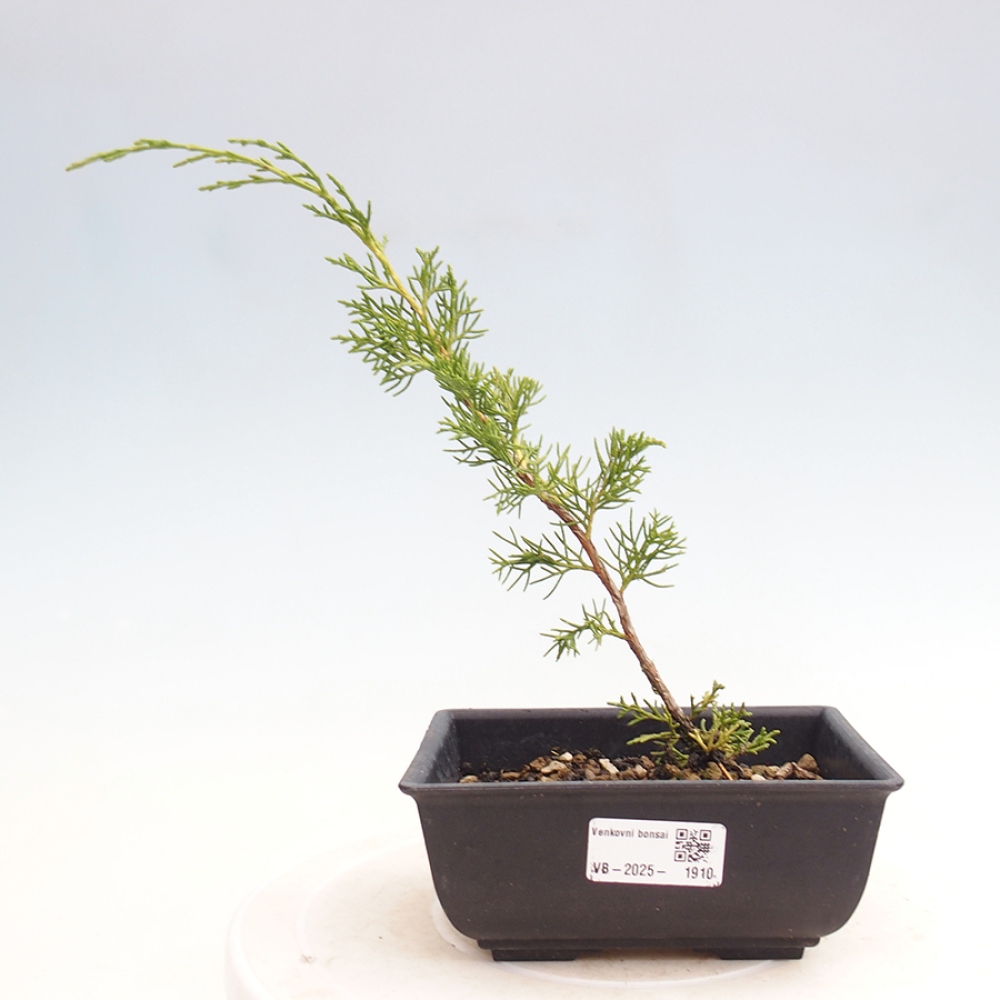 Bonsai für draußen - Juniperus chinensis Itoigawa