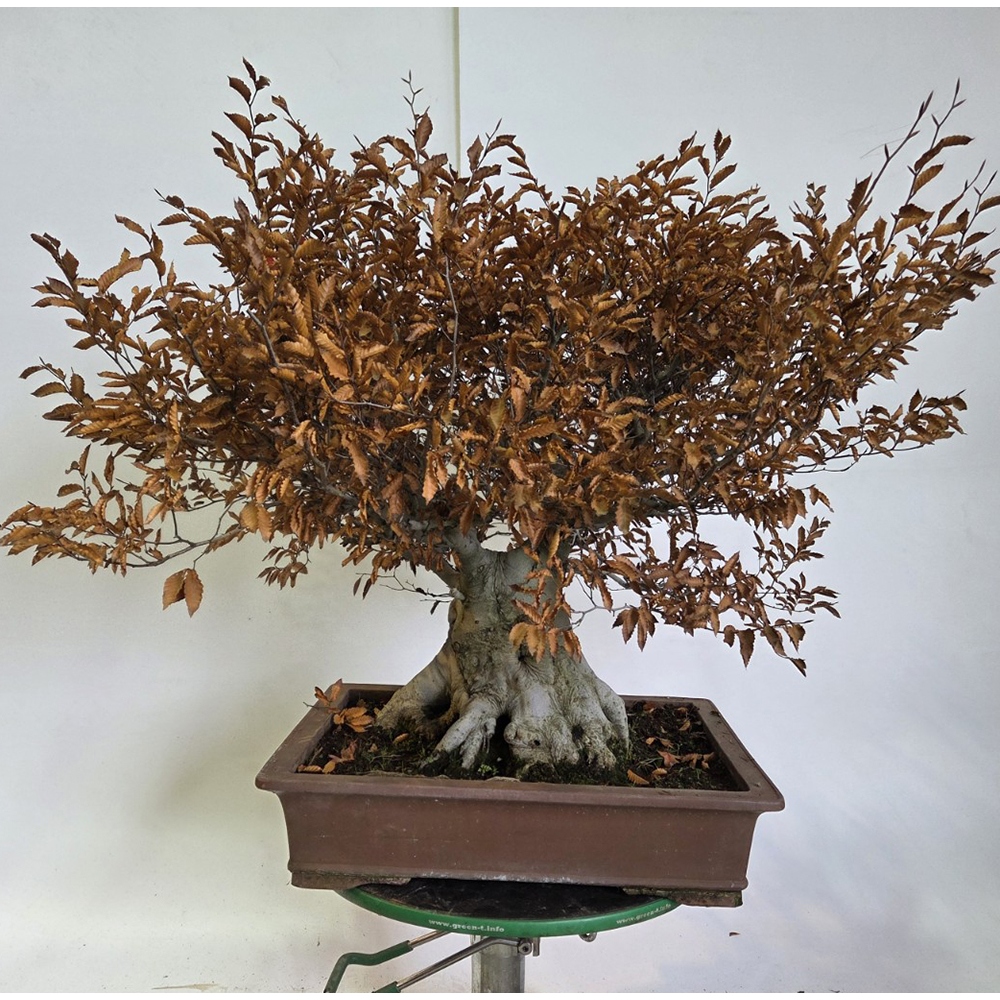 Bonsai für draußen - Fagus crenata