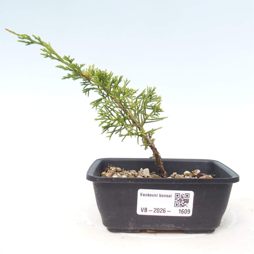 Bonsai für draußen - Juniperus chinensis Itoigawa