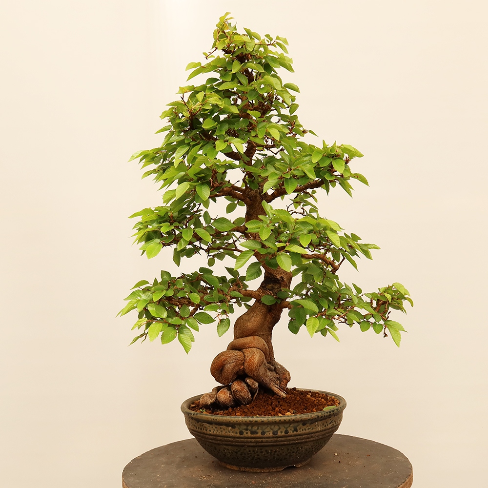 Bonsai für draußen - Karpinus Coreana - Koreanische Hainbuche