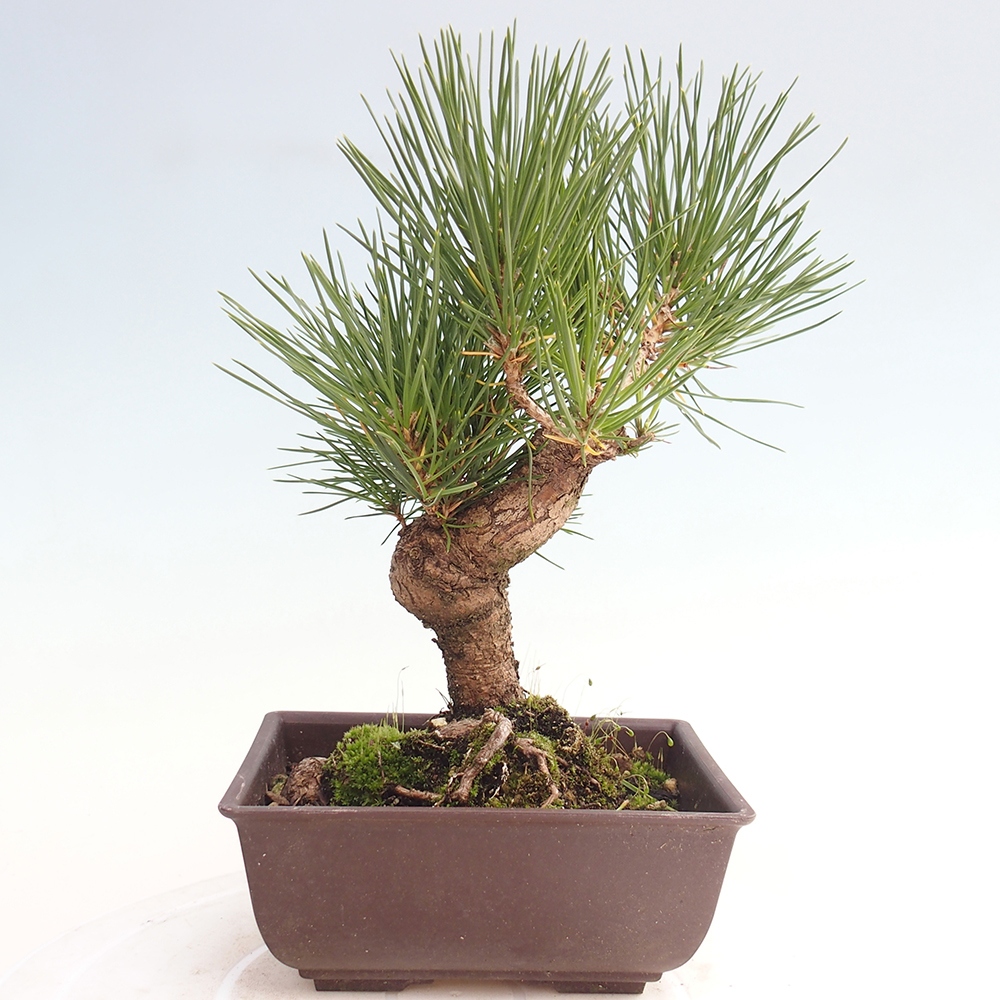 Bonsai für draußen - Pinus thunbergii - Thunberg-Kiefer