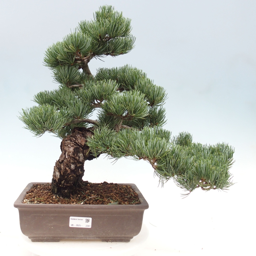 Bonsai für draußen - Pinus parviflora - Pinus parviflora