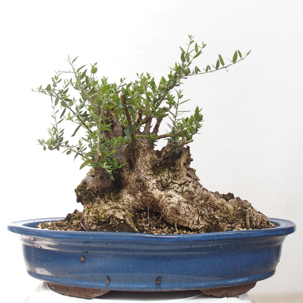 Zimmerbonsai - Olea europaea sylvestris