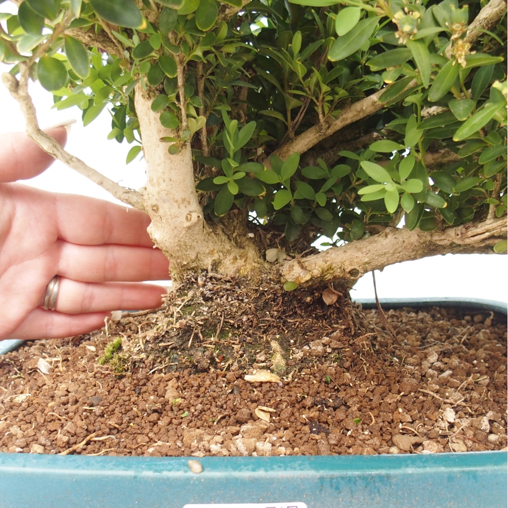 Bonsai für draußen - Buxus sempervirens - Buchsbaum