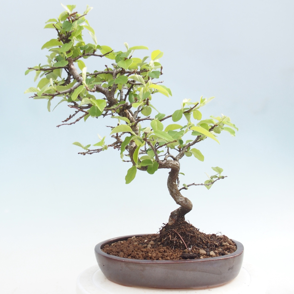 Bonsai für draußen - Chaneomeles chinensis