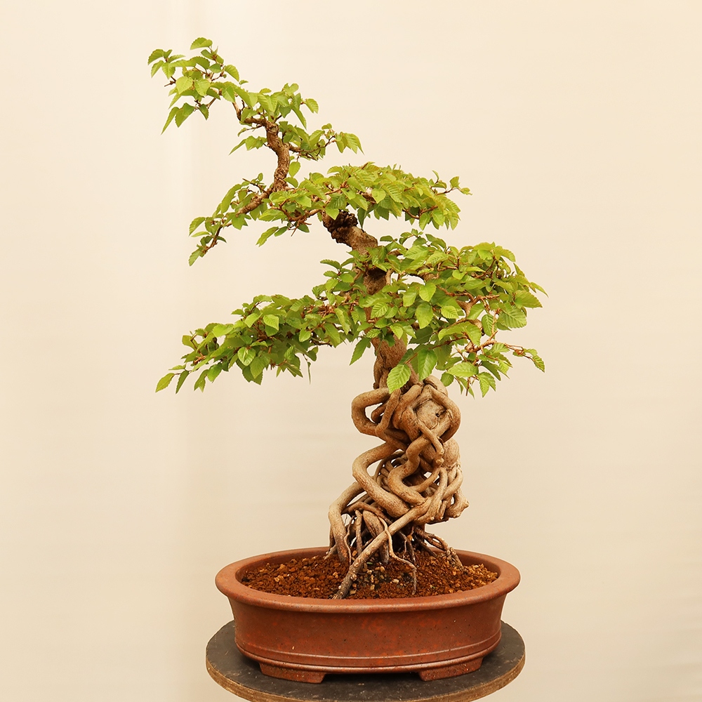 Bonsai für draußen - Karpinus Coreana - Koreanische Hainbuche