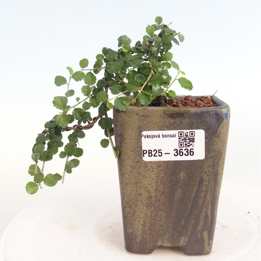 Zimmerbonsai - Grewia sp. - Grewia malafolia