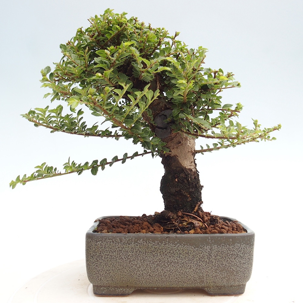 Bonsai für draußen - Ulmus parvifolia Hokkaido - Chinesische Ulme