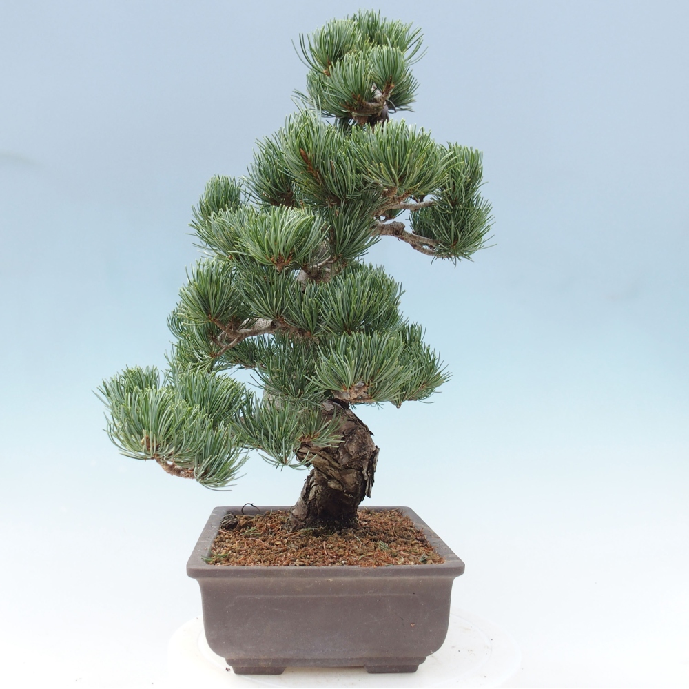 Bonsai für draußen - Pinus parviflora - Pinus parviflora