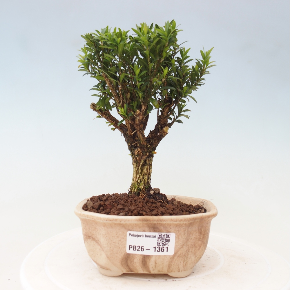 Zimmer Bonsai - Buxus harlandii - Korkbuxus