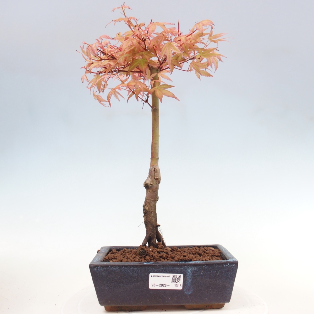 Spitzahorn - Acer palmatum Beni Tsukasa
