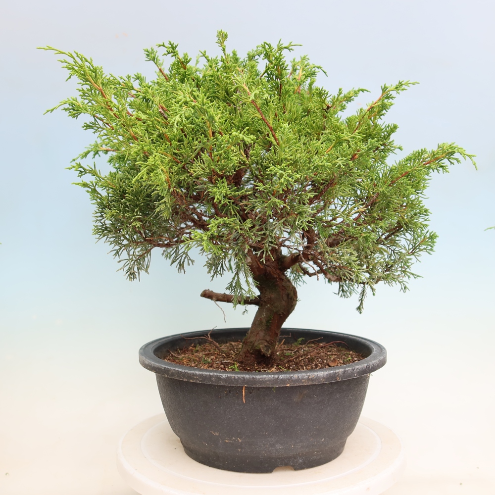 Bonsai für draußen - Juniperus chinensis Itoigawa-Juniperus chinensis