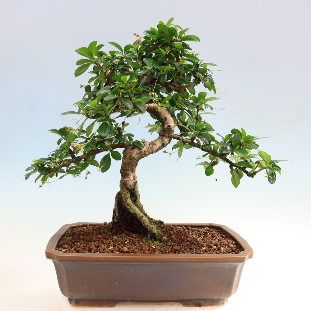 Zimmer-Bonsai - Carmona macrophylla - Tee-Fuki