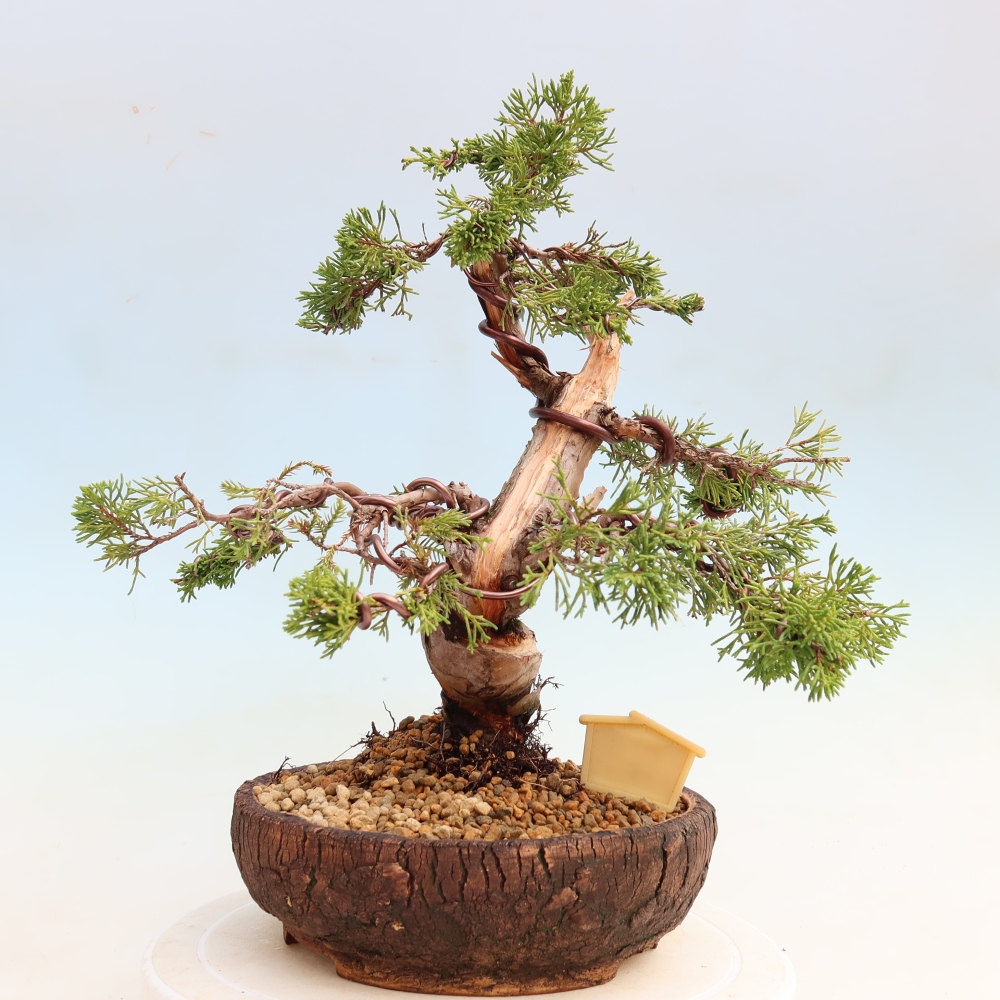 Bonsai für draußen - Juniperus chinensis Itoigawa-Juniperus chinensis