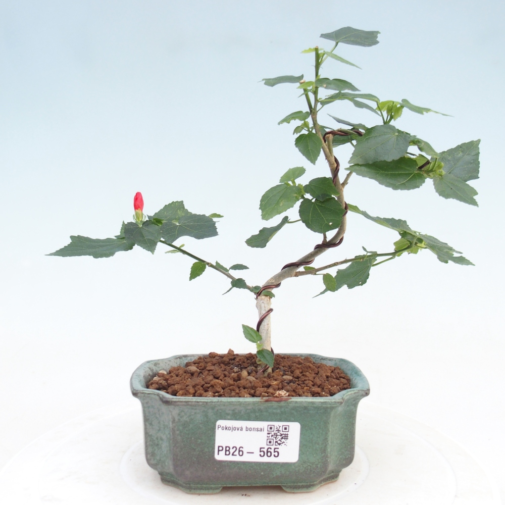 Zimmerbonsai - Malvaviscus arboreus