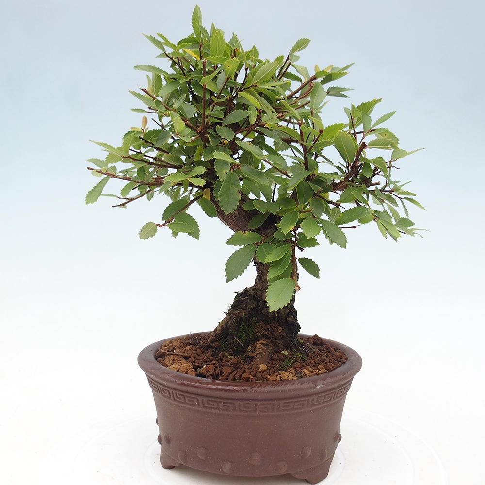 Bonsai für draußen - Zelkova - Zelkova NIRE