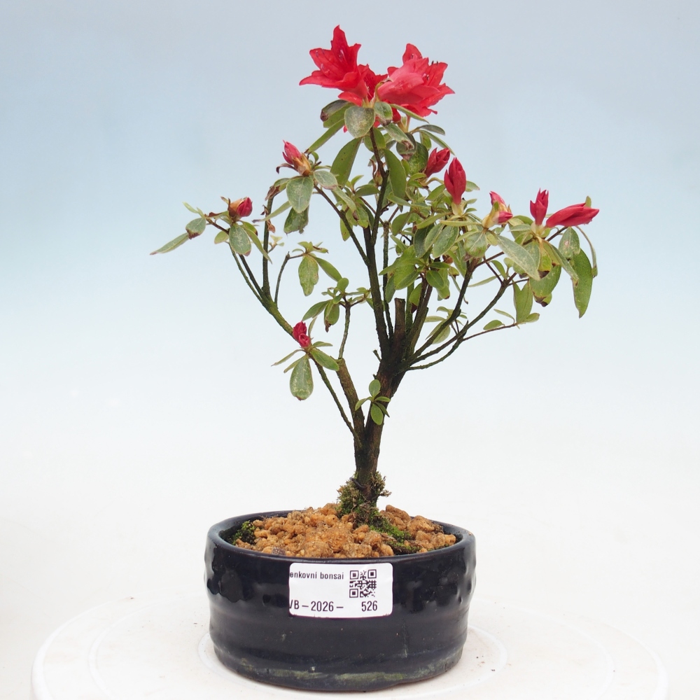 Bonsai für draußen - Japanische Azalee - Azalea sp.