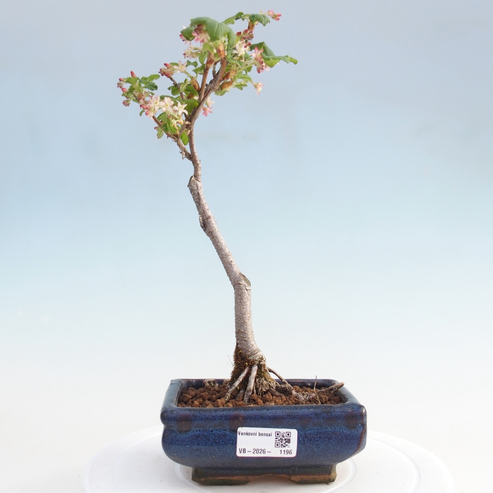 Bonsai für draußen - Ribes sanguneum